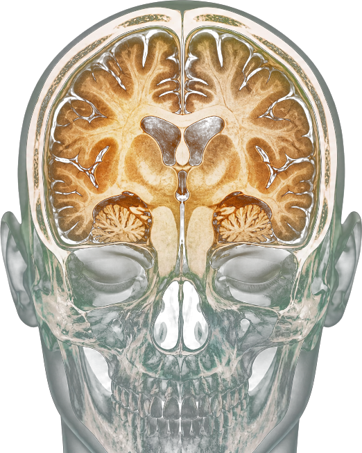 Neural readout of a human head